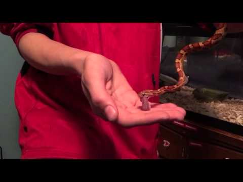 A Beginner's Guide to Feeding Pet Snakes