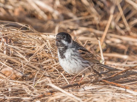 Pajusirkku keväällä