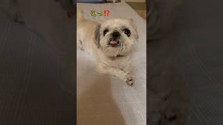 チビとママ達の日常🐶 #犬のいる暮らし #犬 #犬好きさんと繋がりたい #youtube #チャンネル登録お願いします