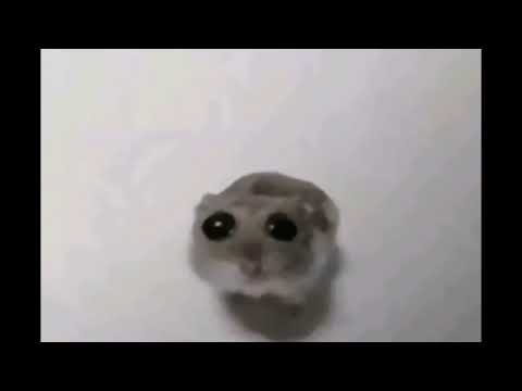 STEAM VIDEO hamster
