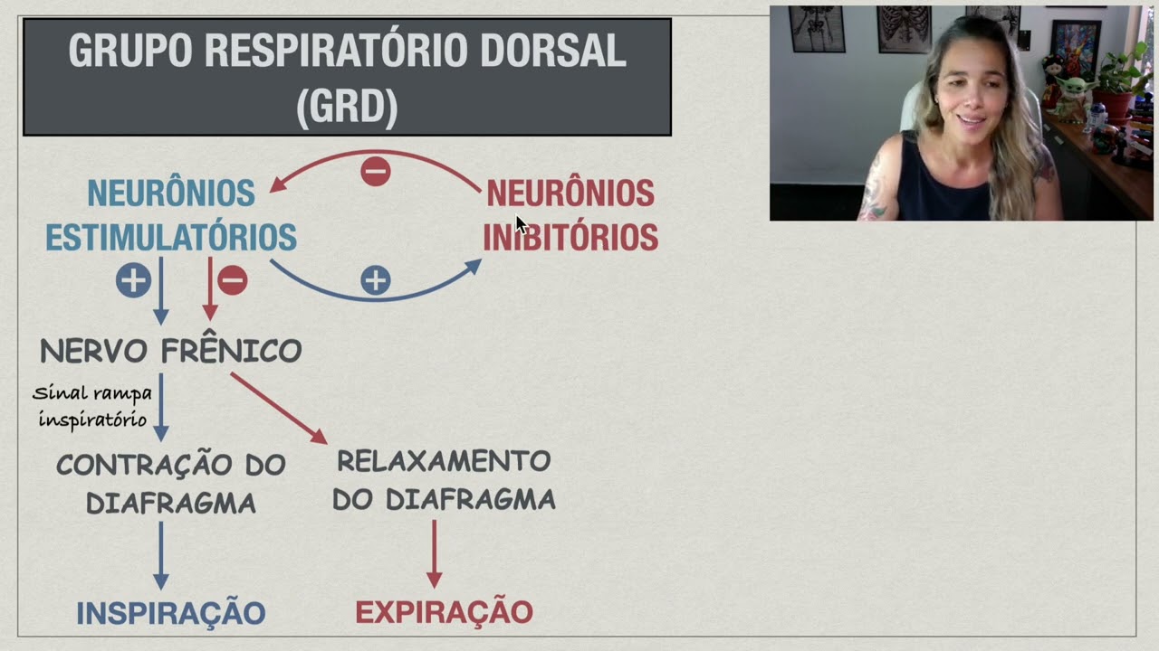 Regulação da Respiração: Centro Respiratório