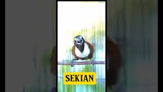 Download lagu TEPUS LEHER PUTIH.HARGA MERAKYATBSUDAH BISA BUAT MASTERAN #kicaumania #birds #burung mp3 Download lagu TEPUS LEHER PUTIH.HARGA MERAKYATBSUDAH BISA BUAT MASTERAN #kicaumania #birds #burung mp3