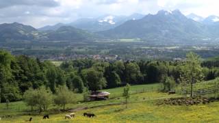 preview picture of video 'Alpakas in Alpen Brannenburg'