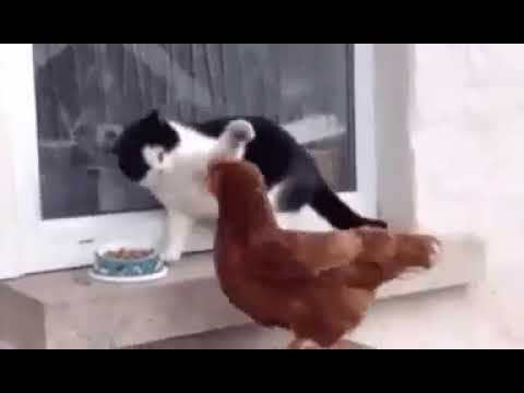 💙El gato 😻😻 Y la🐔🐔🐔 Gallina😹😹💙