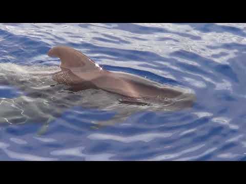 Unintended Tribute Tribute