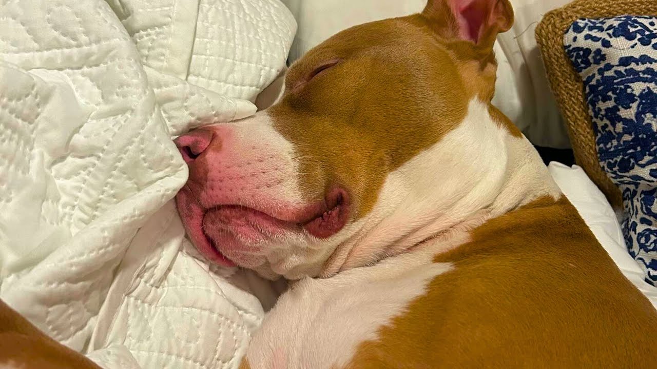 I found an abandoned pit bull on the side of the road. I promised him I would change his life.