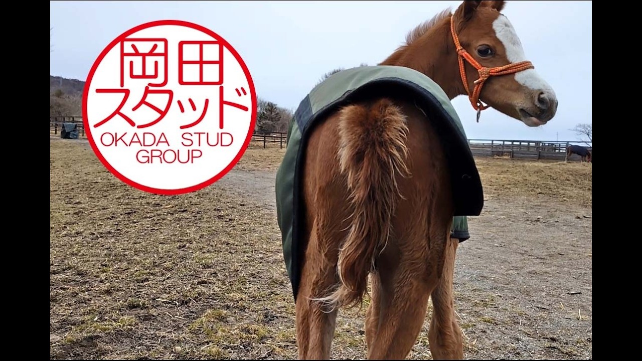 メロディーレーン2026 生後１週間目の様子