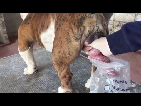Breeding English bulldogs - English bulldog collection and artificial insemination