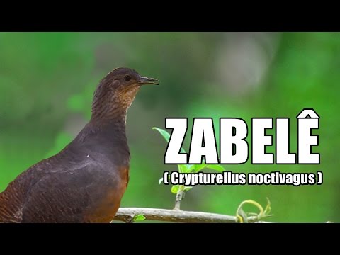 The Yellow-legged Tinamou + Song