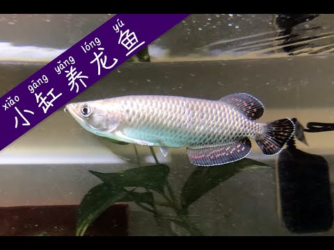 珍珠龍魚