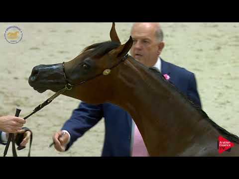 N.133 MUTHABAHI AL HAWAJER - Dubai 2019 - Yearling Colts section A (Class 9A)