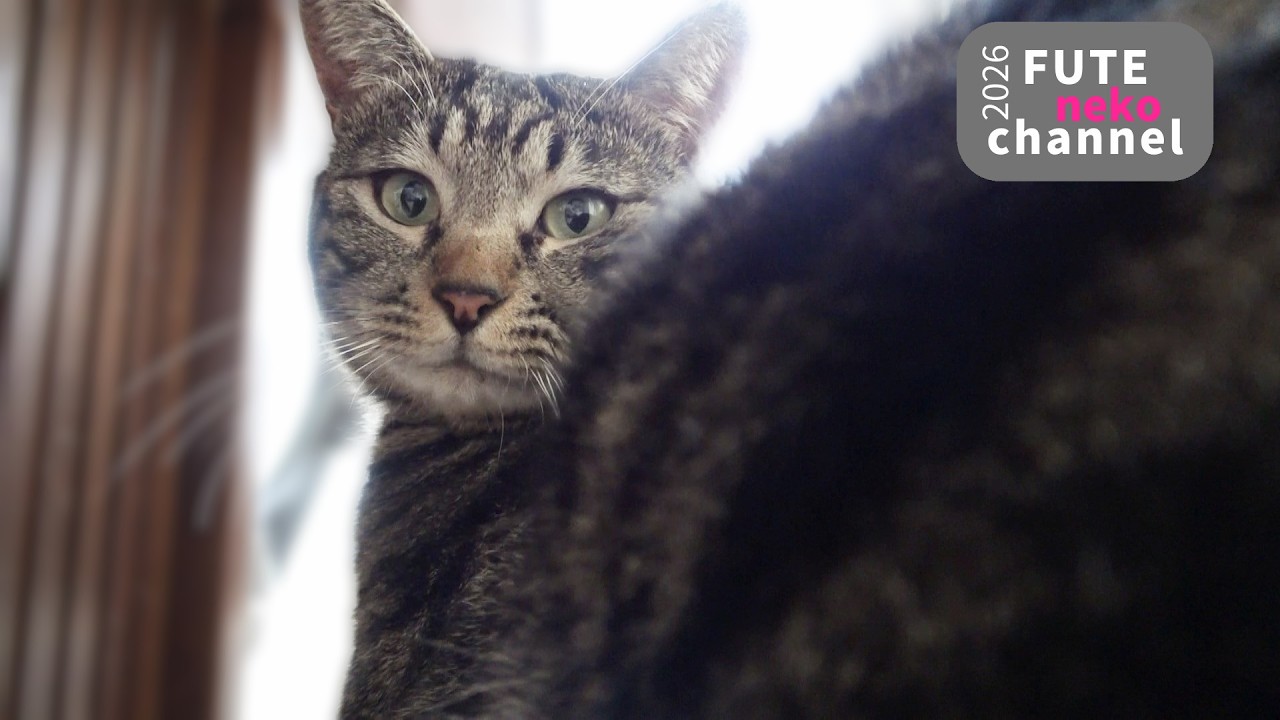 スルーすると思いきや…【保護猫】