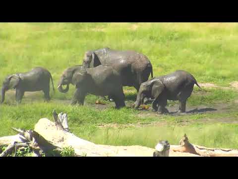 Djuma: Elephant herd enjoying a drink and a mud splash - 14:31 - 02/20/19
