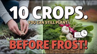 10 November Crops You Can STILL Plant This Week (Last Chance Before Frost!)