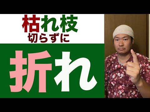 なぜ枯れ木をそのままにしておくのか？決定する前に考慮すべきメリットとデメリット + 動画  庭園