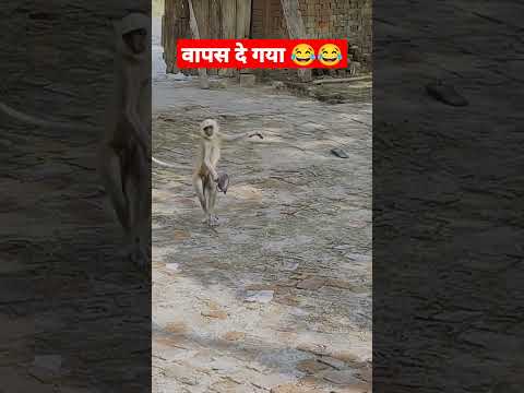 Funny monkey video |😂😂| Discovery channel | discovery | #shorts #monkey #animals