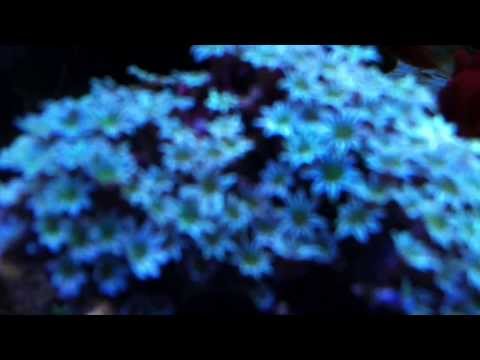 reef tank under two Mitras'