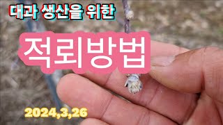 대과 생산을 위한 올바른 적뢰 방법