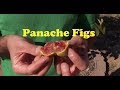 Panache Figs