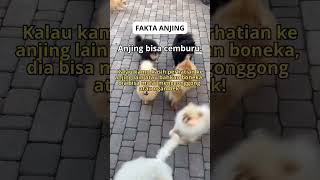 Download lagu Fakta Anj*ng mp3