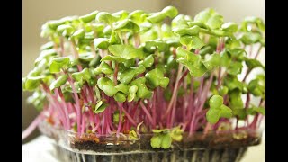 The Microgreens Show | Episode 8 | Nick Greens opens up about Microgreens Business