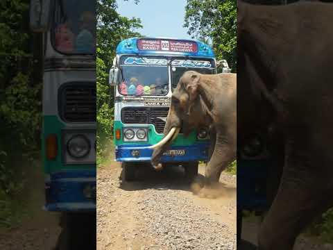 Nature's roadblock! 🐘🚌 A giant greeting on the forest path.#Elephant