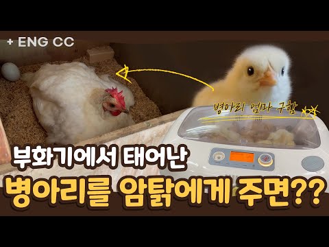 , title : 'Bring the new born chicks from the artificial incubator to the hens. 부화기에서 태어난 병아리를 암탉에게 주면?'