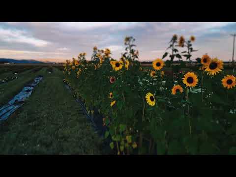 Cinematic shot video 2 preview