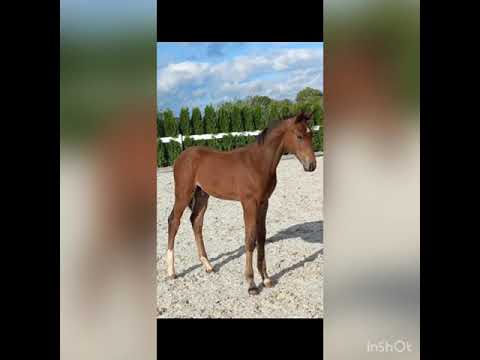 Astaire Z:ALL STAR 5 x CORNET OBOLENSKY