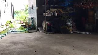 敷地が広くて猫がどこにいるのかわからない。取りあえず名前を呼んでみた結果