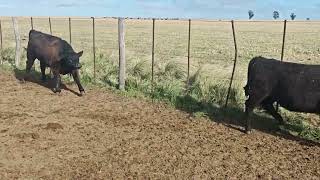 64 Vaquillonas de 240 kg - Vittori Ercazti - Plaza Ganadera