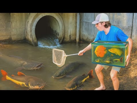 Peguei peixes raros pro meu aquário!