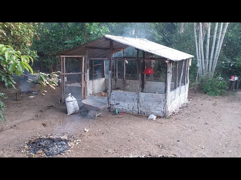 criando 50 frangos caipirão - manejo