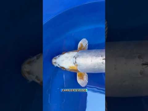 Video Vorschau Teil 2