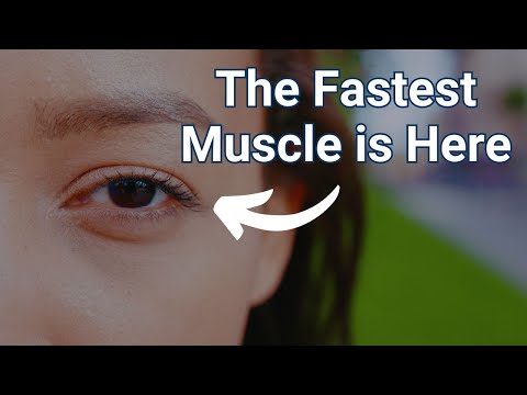 What's the Fastest Muscle in Your Body?