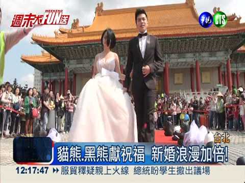 323"閃又閃" 黑白"雙熊"證婚祝福