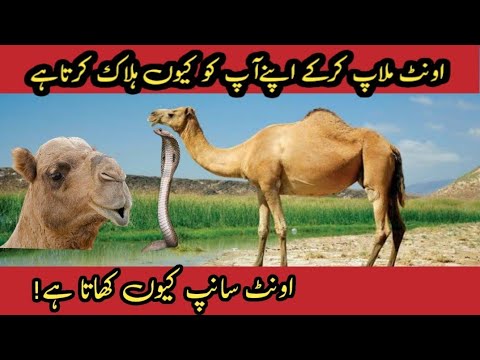 Amazing Facts About The Camel | Interesting Facts | Shamshaal tv