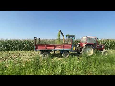 Corn Silage 2024 , John Deere 5460
