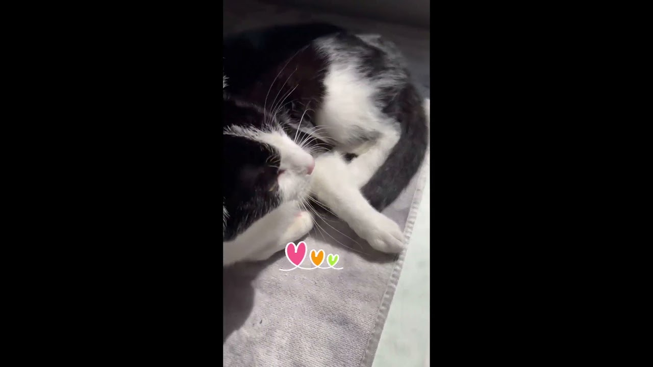 Enlarge Jane, a Adoptable mixed breed in Libertyville, IL video 4/4