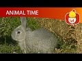 Animal Time Cartoon For Children Luli TV
