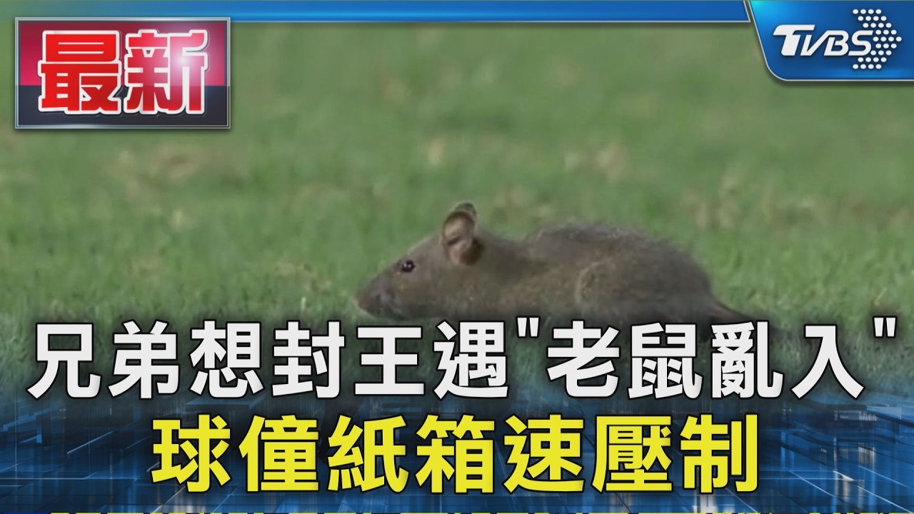 兄弟想封王遇「老鼠亂入」 球僮紙箱速壓制｜TVBS新聞 @TVBSNEWS01