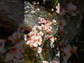 Nature Aur Sukoon Nature Sukoon Yt Shorts River Soulofnature2