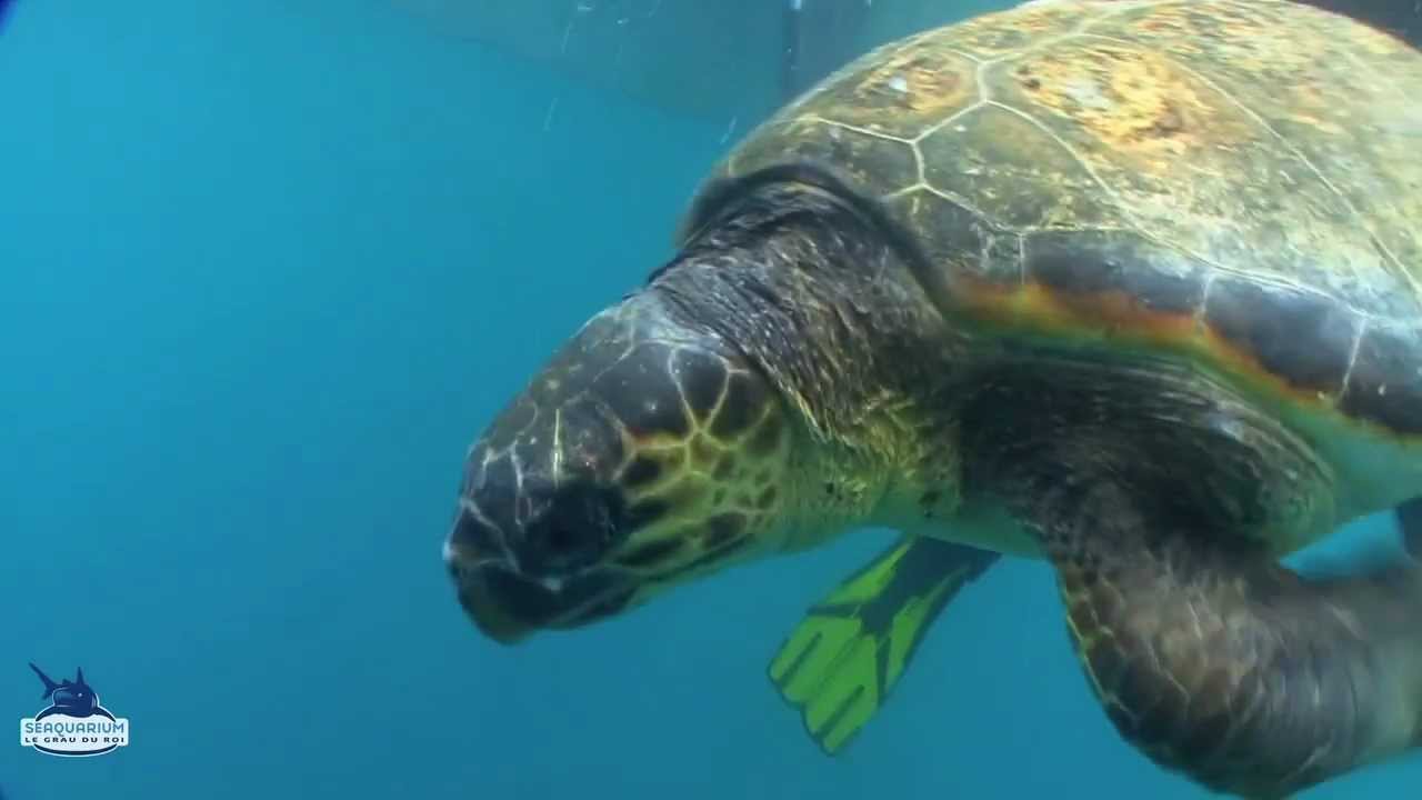 Les tortues regagnent la mer.