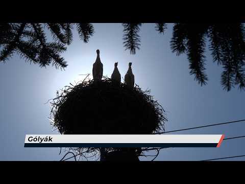 Híradó – 2026.06.30. – Kedd