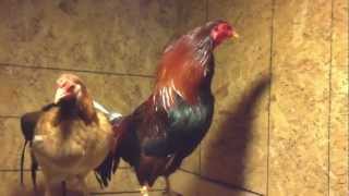 Pinnon Yellow Legged Hatch