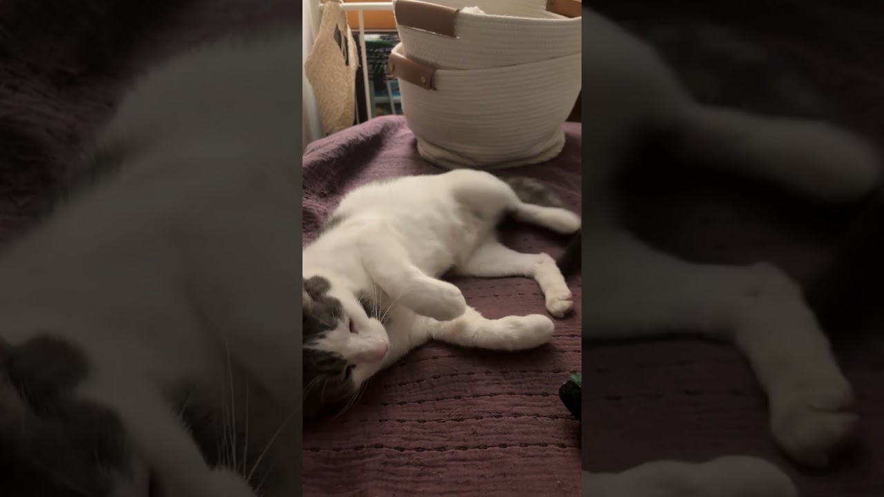 Enlarge Leslie, an adoptable mixed breed in Lombard, IL video 6/6