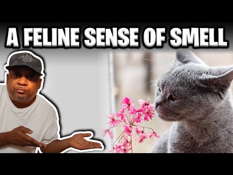 A Feline Sense Of Smell | Cool Cats & The D.E.V.