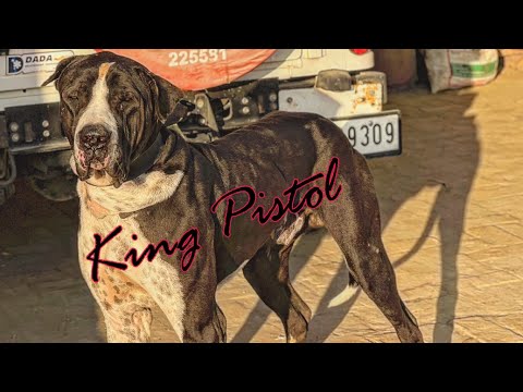 #King_Pistol_Bully_Kutta_Indian_Mastiff_Pakistani_Bully_Real_King_Of_Bully_World