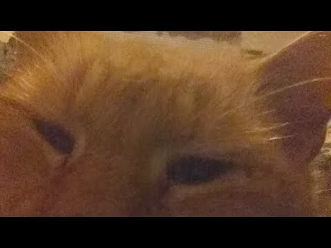 Gav & Bob Audio With Commentary