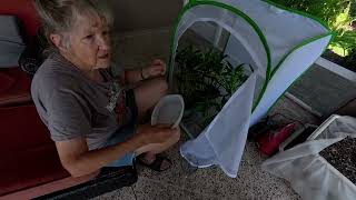 Raising Monarch Butterflies
